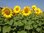 Sonnenblume aus dem sonnigen Ungarn