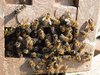 Bienenkönigin Belegstelle